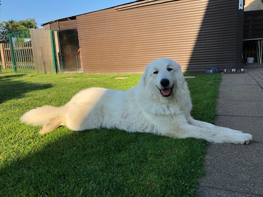 Die Bella in ihrem Garten