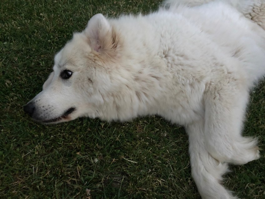 … mein großer Mensch und ich