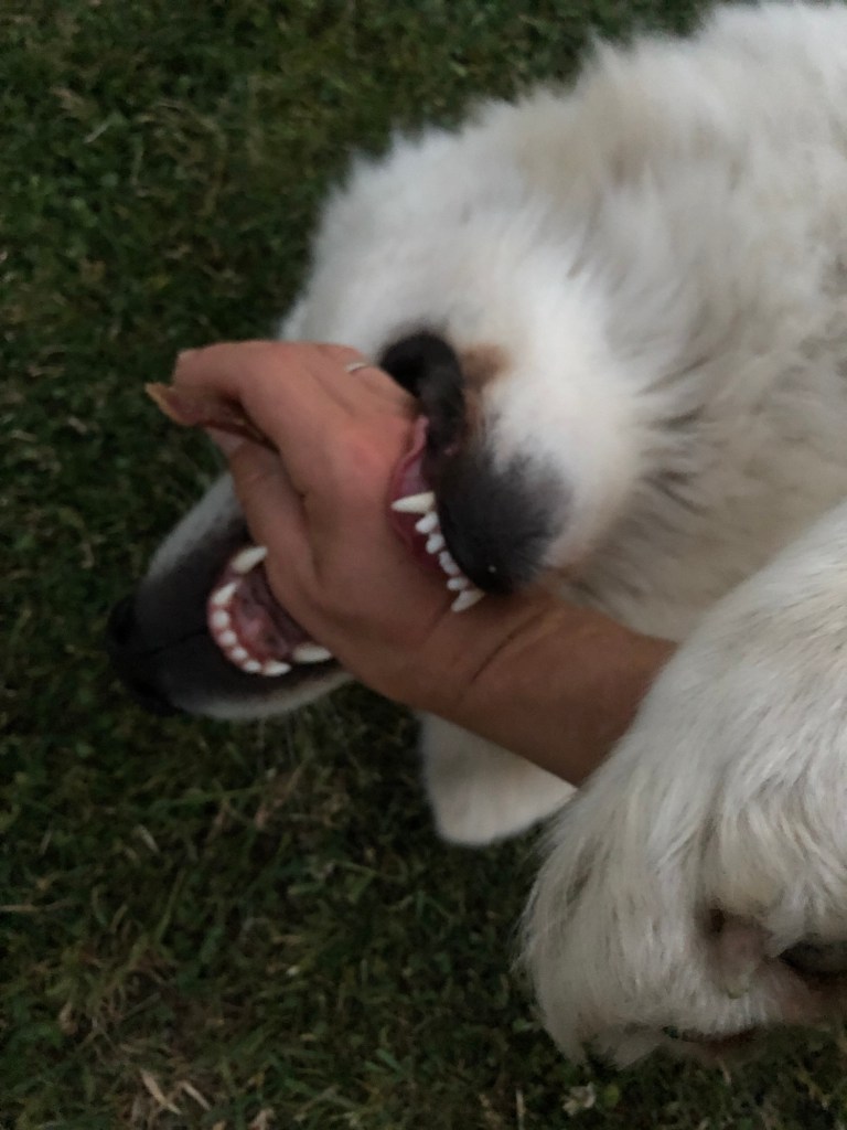 Die Bella beißt ihrem großen Mensch die Hand ab 🐶🤣