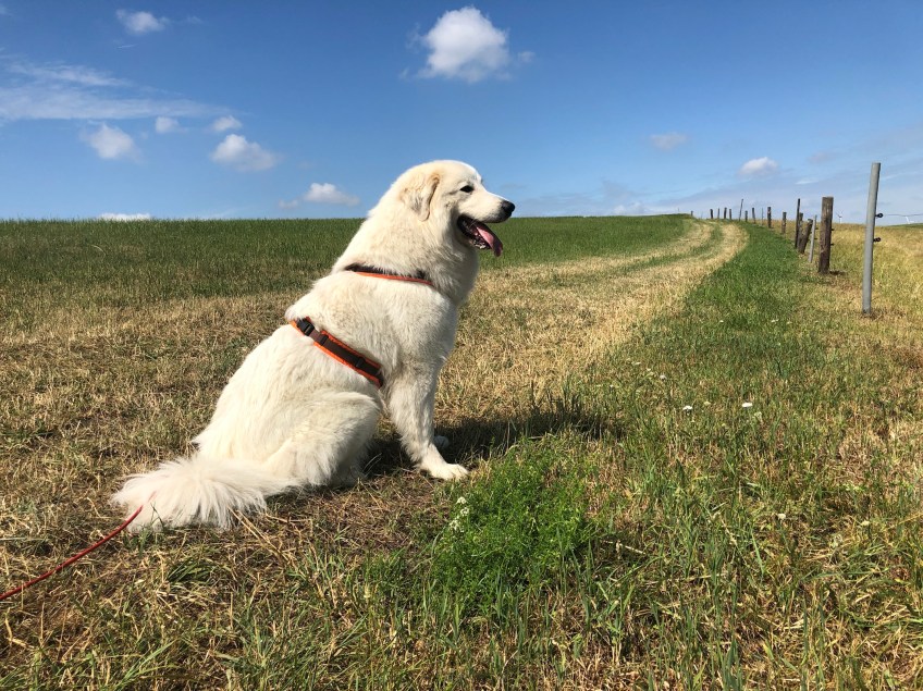 Die Bella darf endlich wieder Spazierengehen