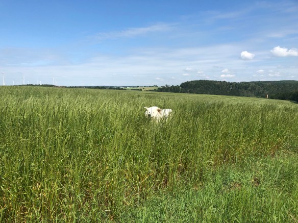 Juhu, durch das hohe Feldgras flitzen