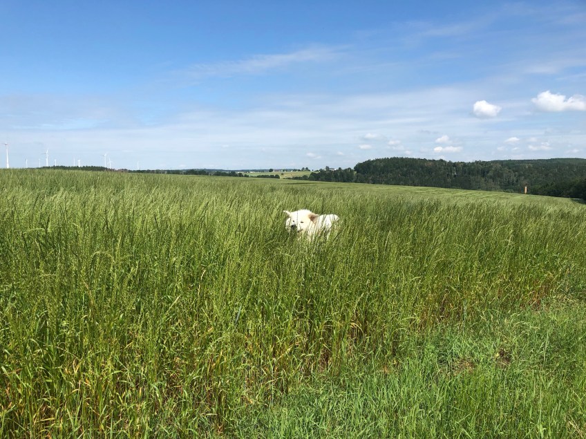 Juhu, durch das hohe Feldgras flitzen