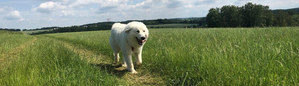 Die Bella auf der großen Feldwiese