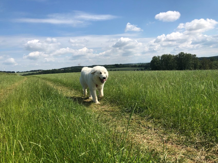 Die Bella auf der großen Feldwiese