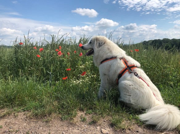 Die Bella am Feldrand