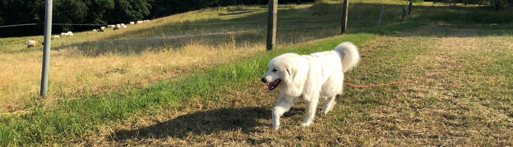 Abendspaziergang auf meiner großen Feldwiese
