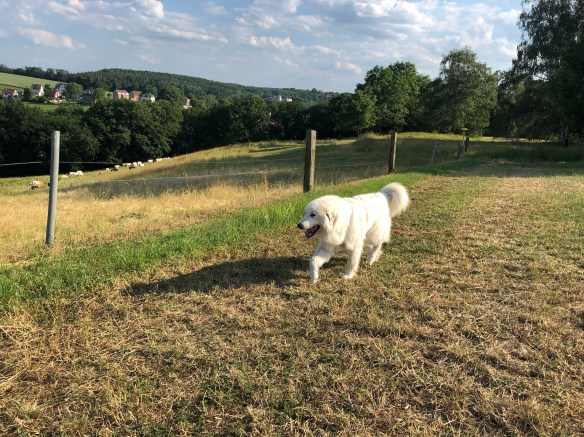 Abendspaziergang auf meiner großen Feldwiese