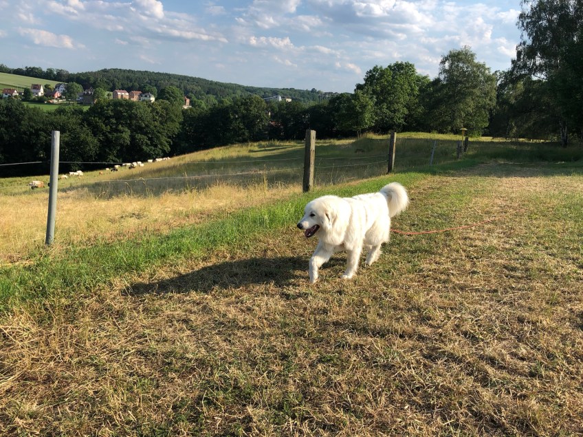 Abendspaziergang auf meiner großen Feldwiese