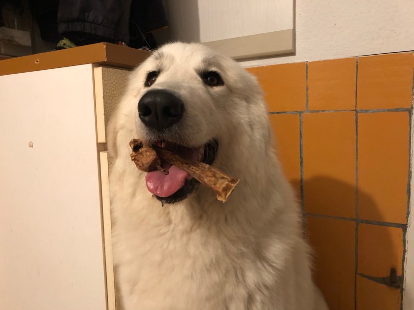 Die Bella ist ein wunderschöner Rindertrockenfleischhalter! 🐶😂🐶