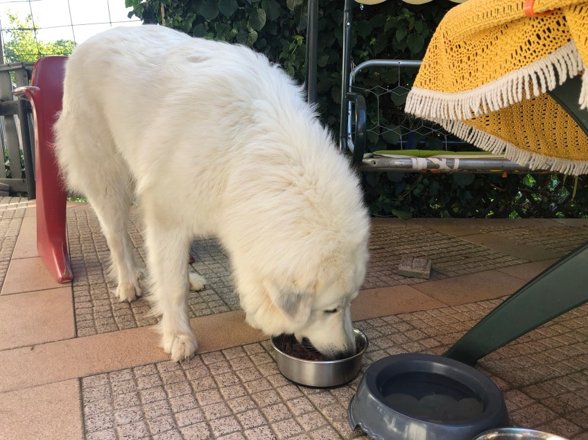 Abendfutter auf meiner Terrasse