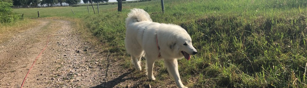 An meiner großen Feldwiese