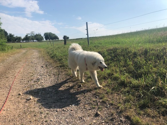 An meiner großen Feldwiese