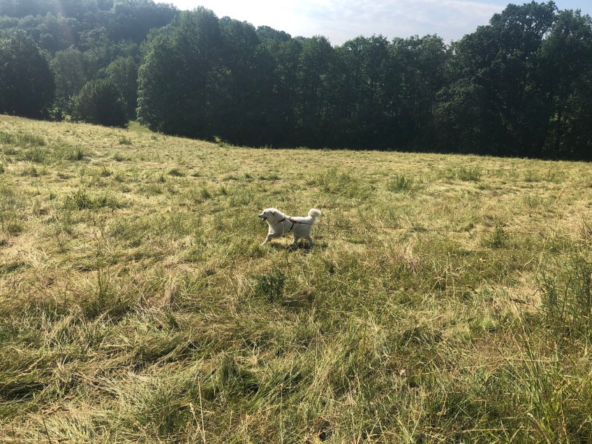 Juhu! Über die große Wiese flitzen