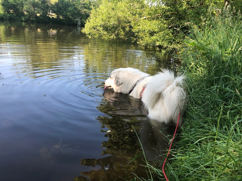 Die Bella badet im großen Fluß mit dem komischen Namen
