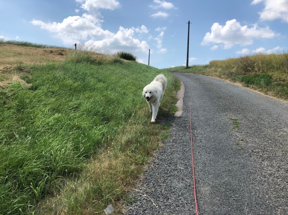 Die Bella geht jetzt baden