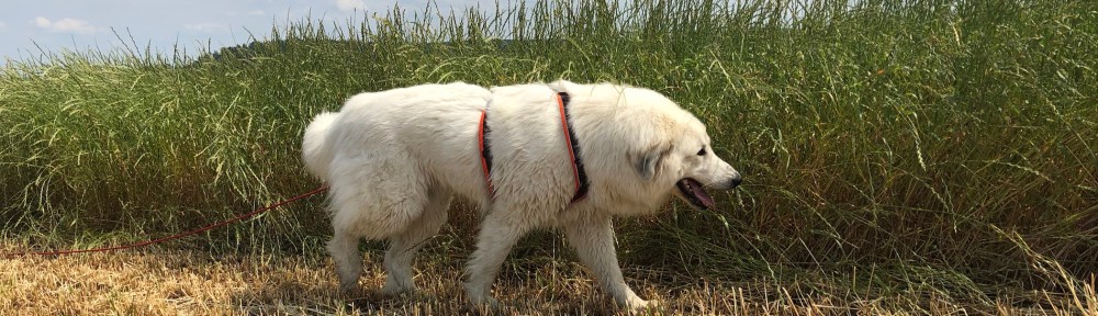 Auf dem Heimweg am großen Feld