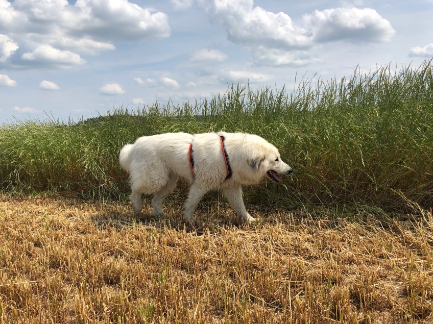 Auf dem Heimweg am großen Feld