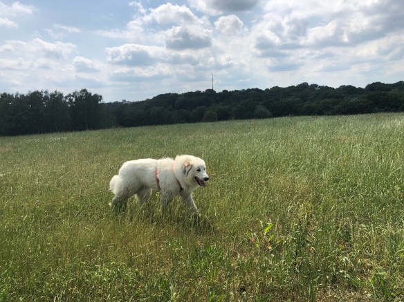 Und auf meiner großen Feldwiese