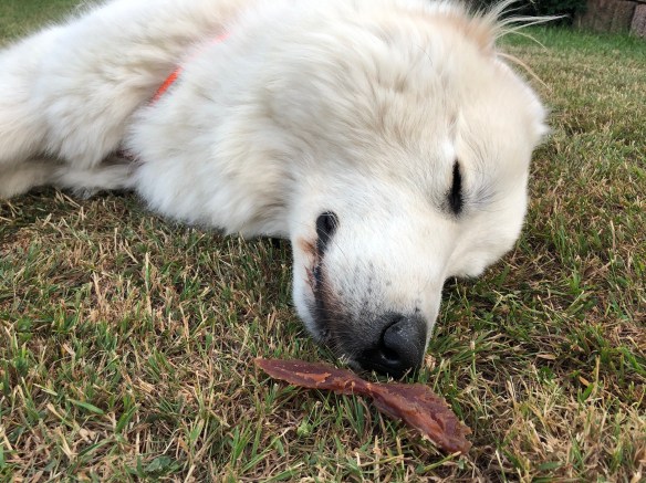 Naaa, nehmt es mir doch weg 🐶😂🐶