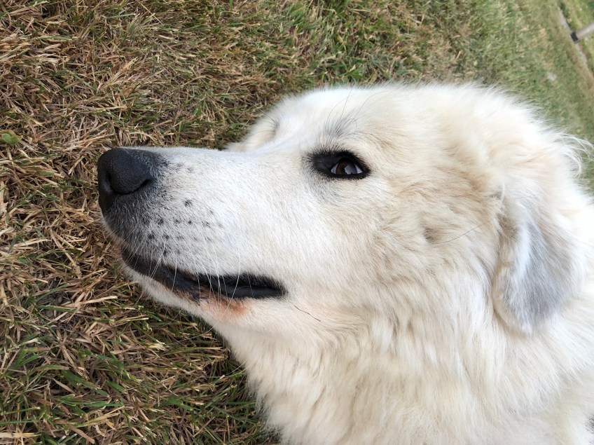 … oder ganzganz lieb.