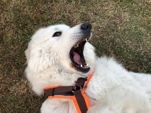 Ich bin die gefährliche weiße Wölfin …