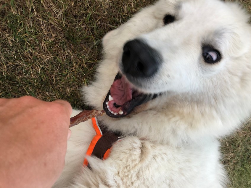 Wer kann so schön gucken wie ich?