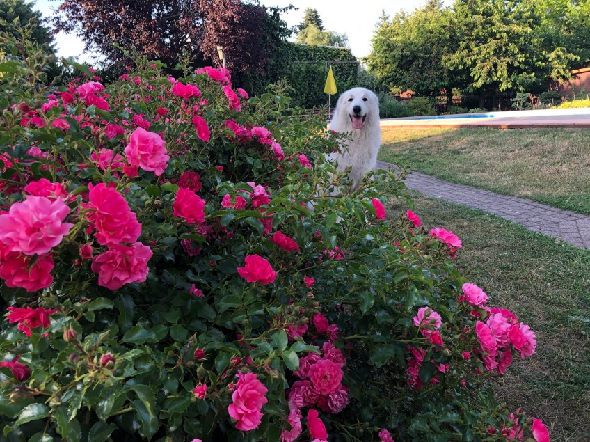 Ich bin ein Blumenkind