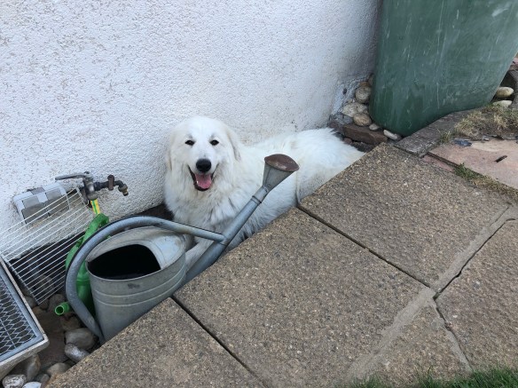 Der kühlste Platz in meinem Garten