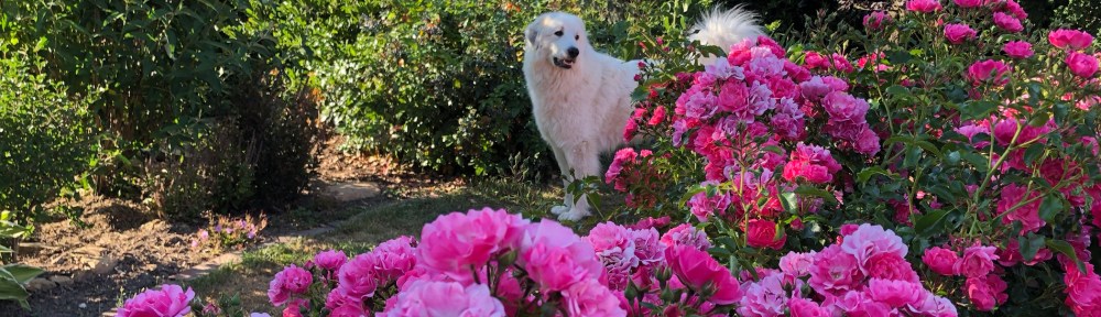 Die Bella versteckt sich hinter ihren Rosen