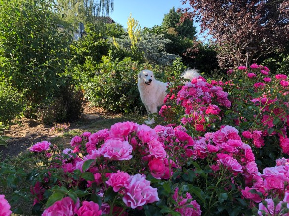 Die Bella versteckt sich hinter ihren Rosen