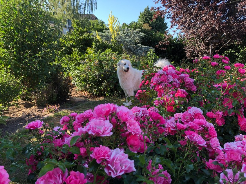 Die Bella versteckt sich hinter ihren Rosen