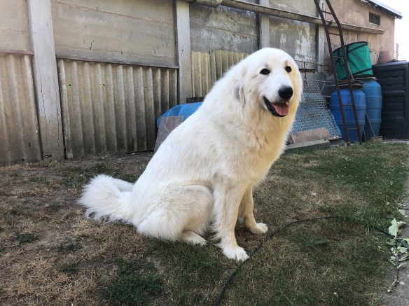 … nach dem Bürsten.