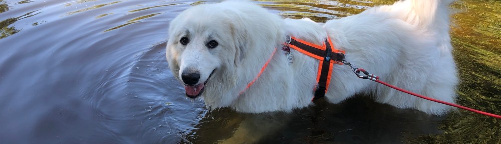 Pyribäuchlein kühlen!