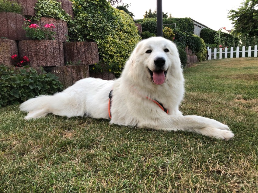 Auf meiner Gartenwiese