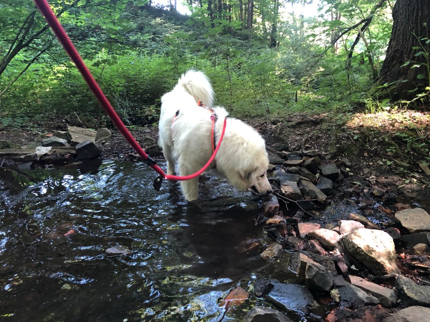 In meinem kleinen Bächlein