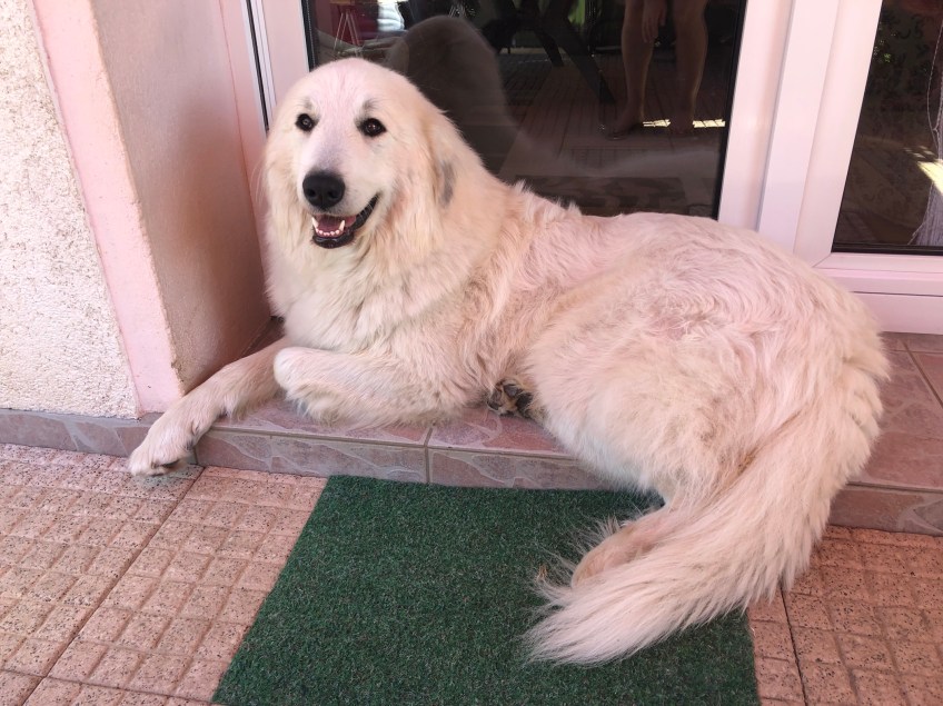 Die Bella auf der Terrasse