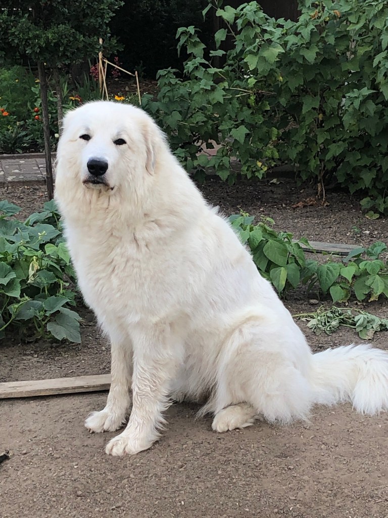 Vor dem Bürsten …