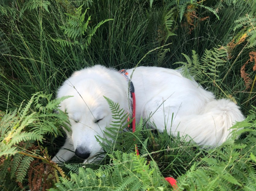 Ein Pyrenäenbergbaby 🐶😂🐶