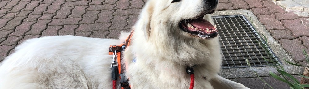 Die Bella macht Wanderpause