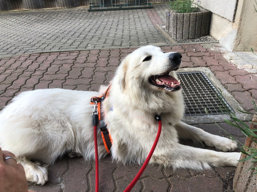 Die Bella macht Wanderpause