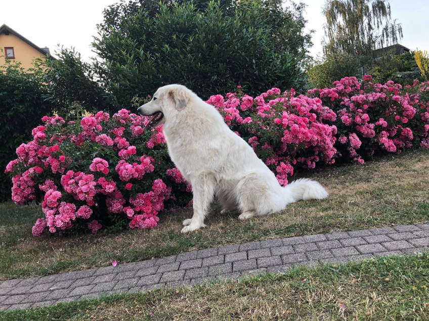 Ganz brav im Garten bei den Rosen