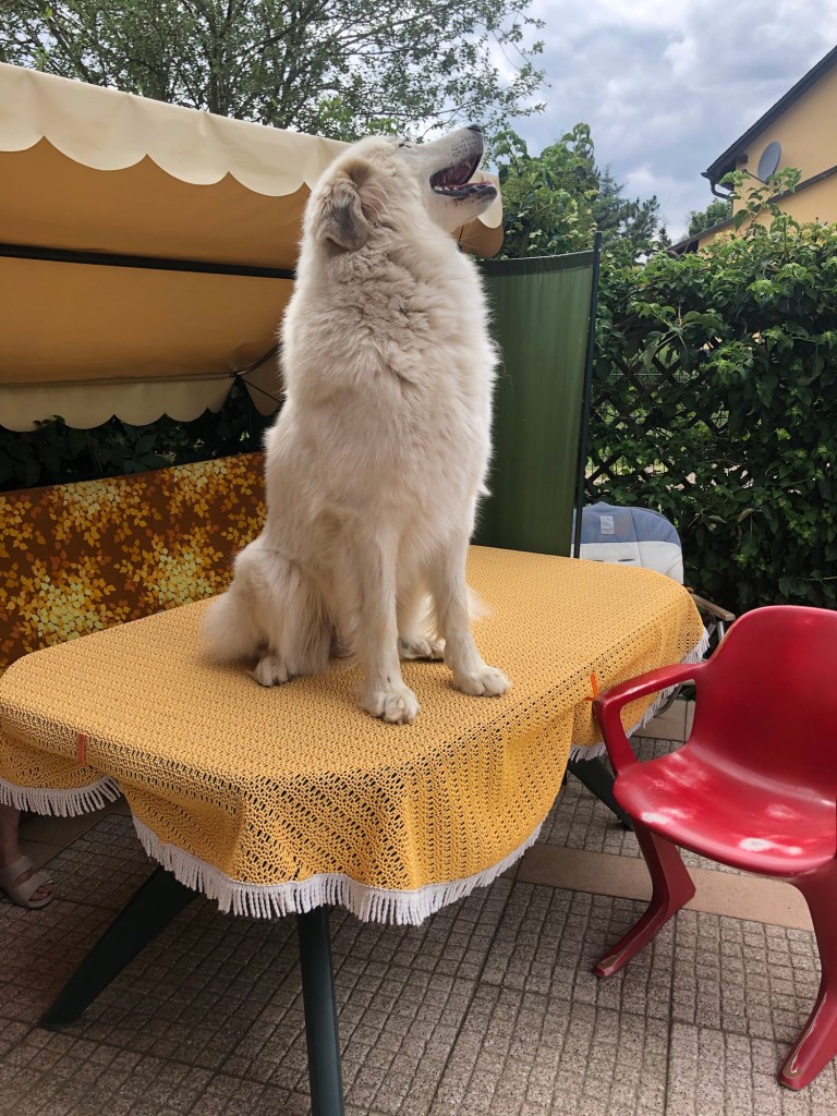 Hunde gehören nicht auf den Tisch! Niemals!