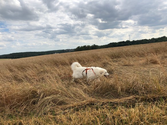 Auf dem großen Feld