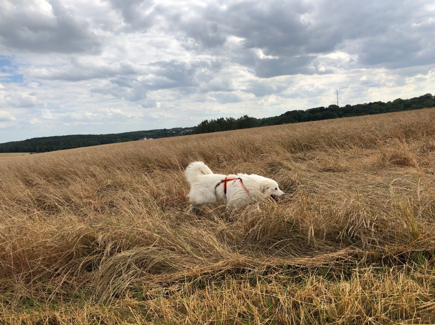 Auf dem großen Feld
