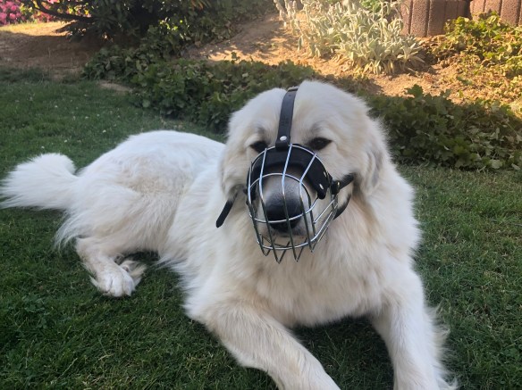 Die Bella mit ihrem neuen Nasenzaun