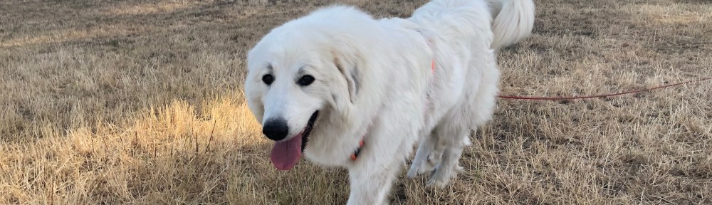 Die Bella übernimmt die Führung