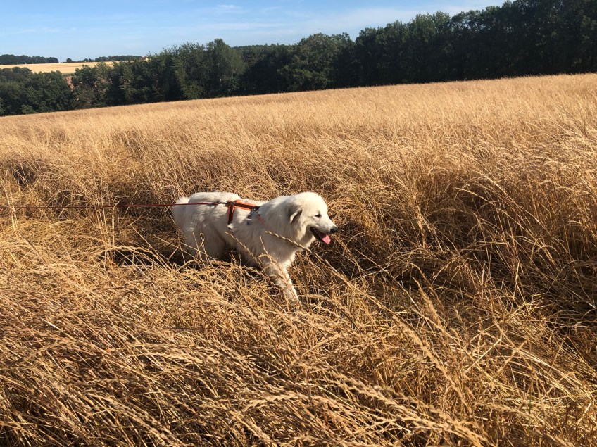 Spaziergang im hohen gelben Gras