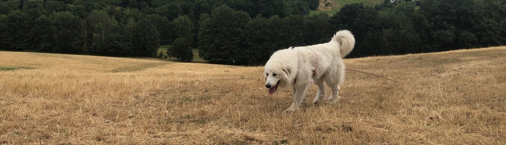 Die Bella auf der großen Wiese