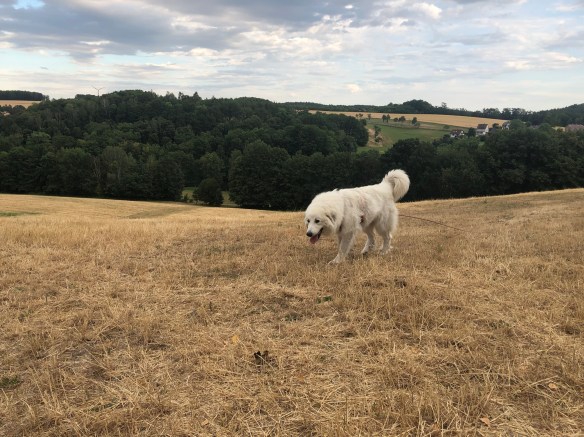 Die Bella auf der großen Wiese