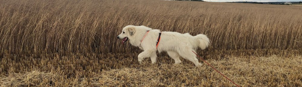 Am großen gelben Grasfeld